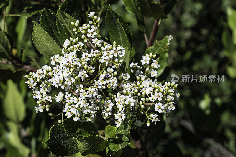 Toyon, Heteromeles arbutifolia, a shrub with white flowers growing at Pepperwood Nature Preserve in Sonoma County, California. Chaparral habitat.  Coastal sage scrub plant community.